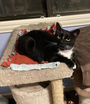 Bella Babygirl -  Domestic Short Hair Cat for Adoption in Chandler, Arizona - Bella Babygirl | PetCurious