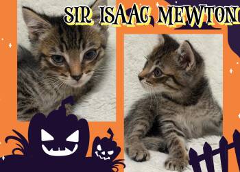 Sir Isaac Mewton -  Tabby Cat for Adoption in Pasco, Washington - Sir Isaac Mewton | PetCurious