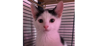 Rescue Domestic Short Hair Cats for Adoption in Greene, New York - Lux | PetCurious