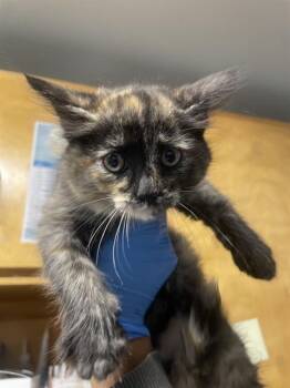 GELATO -  Domestic Medium Hair and Domestic Short Hair Cat for Adoption in Tallahassee, Florida - GELATO | PetCurious