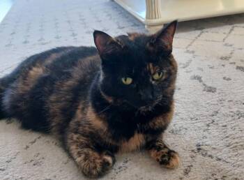 Jobie -  Tortoiseshell Cat for Adoption in London, Ontario - Jobie | PetCurious