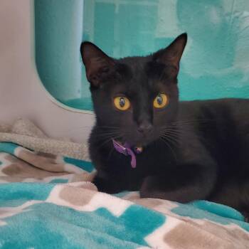 Domestic Short Hair Cats Available for Adoption - Kouvr | PetCurious