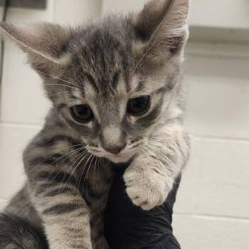 Louis -  Domestic Short Hair Cat for Adoption in Murray, Utah - Louis | PetCurious