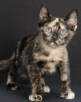 Epilogue -  Domestic Short Hair Cat for Adoption in Newland, North Carolina - Epilogue | PetCurious