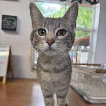 Domestic Short Hair Cats Available for Adoption in Stephenville, Texas - Rhyme | PetCurious
