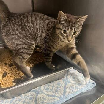 Domestic Short Hair Cats Available for Adoption - Frick Bonded To Frack | PetCurious