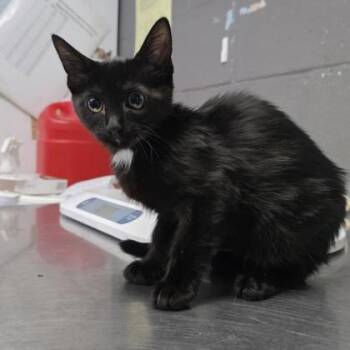 Diana Prince -  Domestic Short Hair Cat for Adoption in Fort Worth, Texas - Diana Prince | PetCurious
