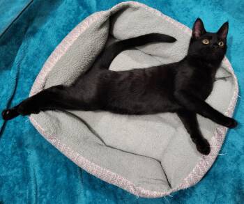 Rescue Domestic Short Hair and Domestic Medium Hair Cats for Adoption in Shelton, Washington - Fidget And Fig *Read BIO | PetCurious