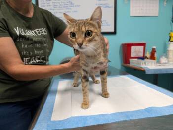 Isla -  Domestic Short Hair Cat for Adoption in Magnolia, Texas - Isla | PetCurious