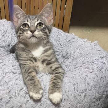 Thunder -  Domestic Short Hair Cat for Adoption in Los Angeles, California - Thunder | PetCurious