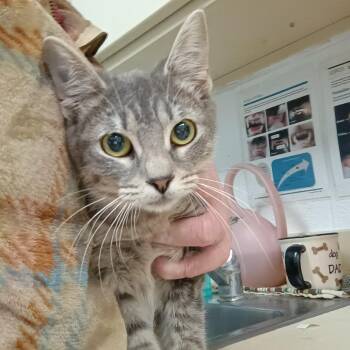 Domestic Short Hair Cats Available for Adoption - Ruby | PetCurious