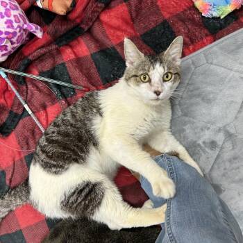Excalipurr -  Domestic Short Hair Cat for Adoption in Mebane, North Carolina - Excalipurr | PetCurious