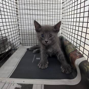 Jayden -  Domestic Short Hair Cat for Adoption in Edinburg, Texas - Jayden | PetCurious