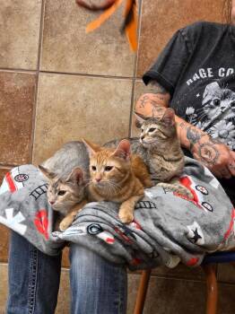 Beacon -  Domestic Short Hair Cat for Adoption in West Mifflin, Pennsylvania - Beacon | PetCurious