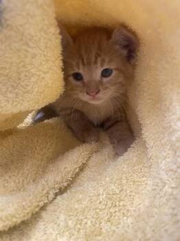 Luigi -  Domestic Short Hair Cat for Adoption in Roseville, California - Luigi | PetCurious