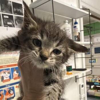 Iola -  Domestic Short Hair Cat for Adoption in Fredericksburg, Virginia - Iola | PetCurious