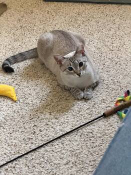 Venuz -  Siamese and Domestic Short Hair Cat for Adoption in San Jose, California - Venuz | PetCurious