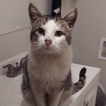 Domestic Short Hair Cats Available for Adoption in Mount Laurel Township, New Jersey - Bruce | PetCurious