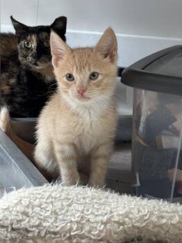 Claudio -  Domestic Short Hair Cat for Adoption in Oak Park, Michigan - Claudio | PetCurious