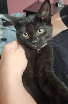 Kitty -  Domestic Short Hair Cat for Adoption in North Babylon, New York - Kitty | PetCurious