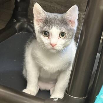 Goodbye Earl -  Domestic Short Hair Cat for Adoption in Davenport, Iowa - Goodbye Earl | PetCurious