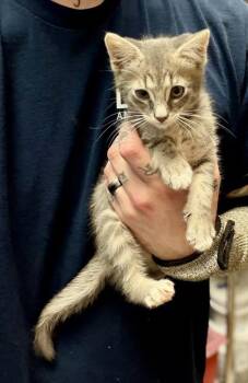 Mr. Pibbleton -  Domestic Short Hair Cat for Adoption in Chamblee, Georgia - Mr. Pibbleton | PetCurious