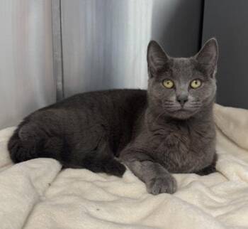 Rescue Domestic Short Hair Cats for Adoption in Orland Hills, Illinois - Lana Del Ray | PetCurious