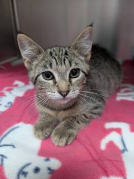 Altoviti -  Domestic Short Hair Cat for Adoption in New Ulm, Minnesota - Altoviti | PetCurious