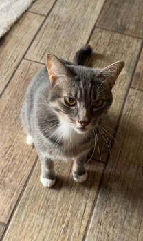 Rescue Domestic Short Hair Cats for Adoption in West Palm Beach, Florida - Chloe | PetCurious