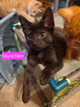 93218a Munchkin-PetSmart Mt. Pleasant -  Domestic Short Hair Cat for Adoption in North Charleston, South Carolina - 93218a Munchkin-PetSmart Mt. Pleasant | PetCurious