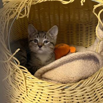 Tyrion -  Domestic Short Hair Cat for Adoption in Wappingers Falls, New York - Tyrion | PetCurious