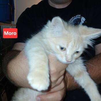 Moro C12181 -  Domestic Short Hair Cat for Adoption - Moro C12181 | PetCurious
