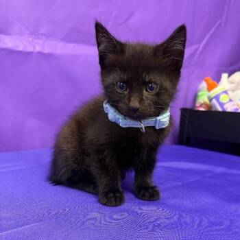 Madonna -  Domestic Short Hair Cat for Adoption in North Myrtle Beach, South Carolina - Madonna | PetCurious