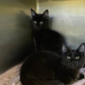 Vinny -  Domestic Medium Hair Cat for Adoption in Dayton, Ohio - Vinny | PetCurious