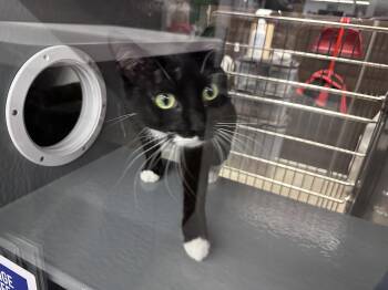 Tuxedo Cats Available for Adoption in Blaine, Minnesota - Oreo | PetCurious
