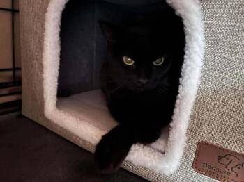 Eddie -  Domestic Short Hair Cat for Adoption in Virginia Beach, Virginia - Eddie | PetCurious