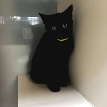 Domestic Short Hair Cats Available for Adoption - Chirp | PetCurious