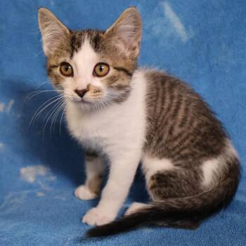 Galaxy -  Domestic Short Hair Cat for Adoption in Saint Charles, Missouri - Galaxy | PetCurious