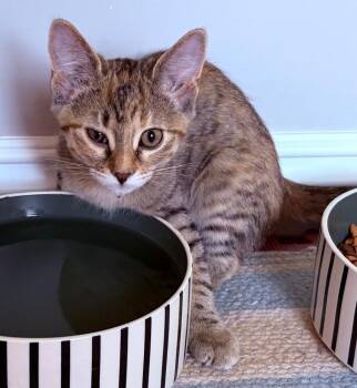 Patti Mayonnaise -  Domestic Short Hair Cat for Adoption - Patti Mayonnaise | PetCurious