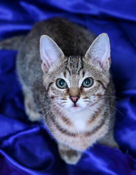Prismo -  Tabby and Domestic Short Hair Cat for Adoption in Chattanooga, Tennessee - Prismo | PetCurious