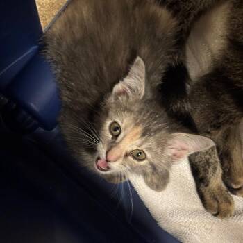 Stephanie -  Domestic Short Hair Cat for Adoption in Bristol, Indiana - Stephanie | PetCurious