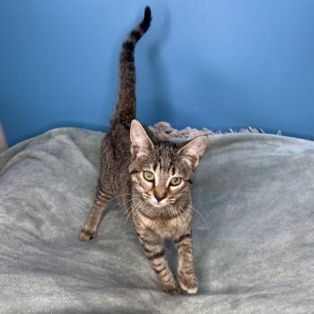 Domestic Short Hair Cats Available for Adoption in San Antonio, Texas - Cher | PetCurious