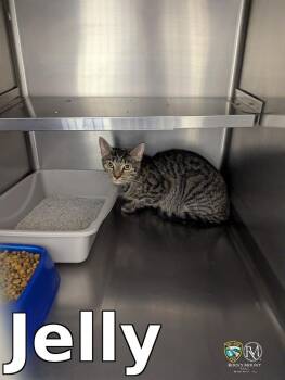 Jelly -  Domestic Short Hair Cat for Adoption in Rocky Mount, North Carolina - Jelly | PetCurious
