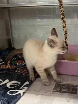 Seaturtle -  Domestic Short Hair Cat for Adoption in Fort Worth, Texas - Seaturtle | PetCurious