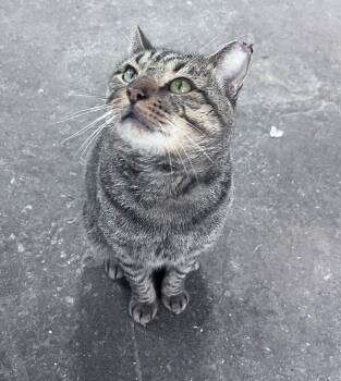 Rescue Domestic Short Hair Cats for Adoption in Philadelphia, Pennsylvania - Charlie Chestnut | PetCurious