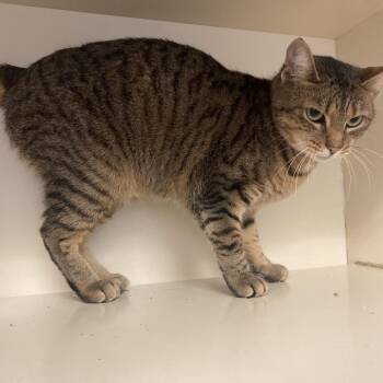 Domestic Short Hair Cats Available for Adoption - Poppie | PetCurious