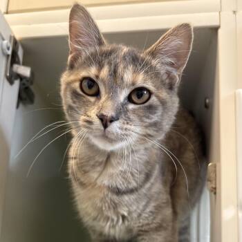 Isadora -  Domestic Short Hair Cat for Adoption in Naperville, Illinois - Isadora | PetCurious