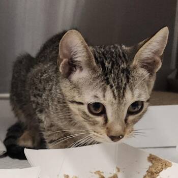 Softpaws -  Domestic Short Hair Cat for Adoption in Clearwater, Florida - Softpaws | PetCurious