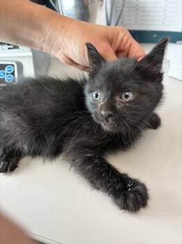 Rumble -  Domestic Long Hair Cat for Adoption in Salt Lake City, Utah - Rumble | PetCurious