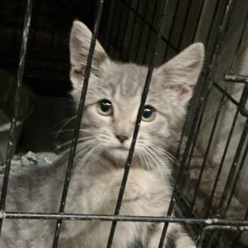 Popcorn -  Domestic Medium Hair Cat for Adoption in Durant, Oklahoma - Popcorn | PetCurious